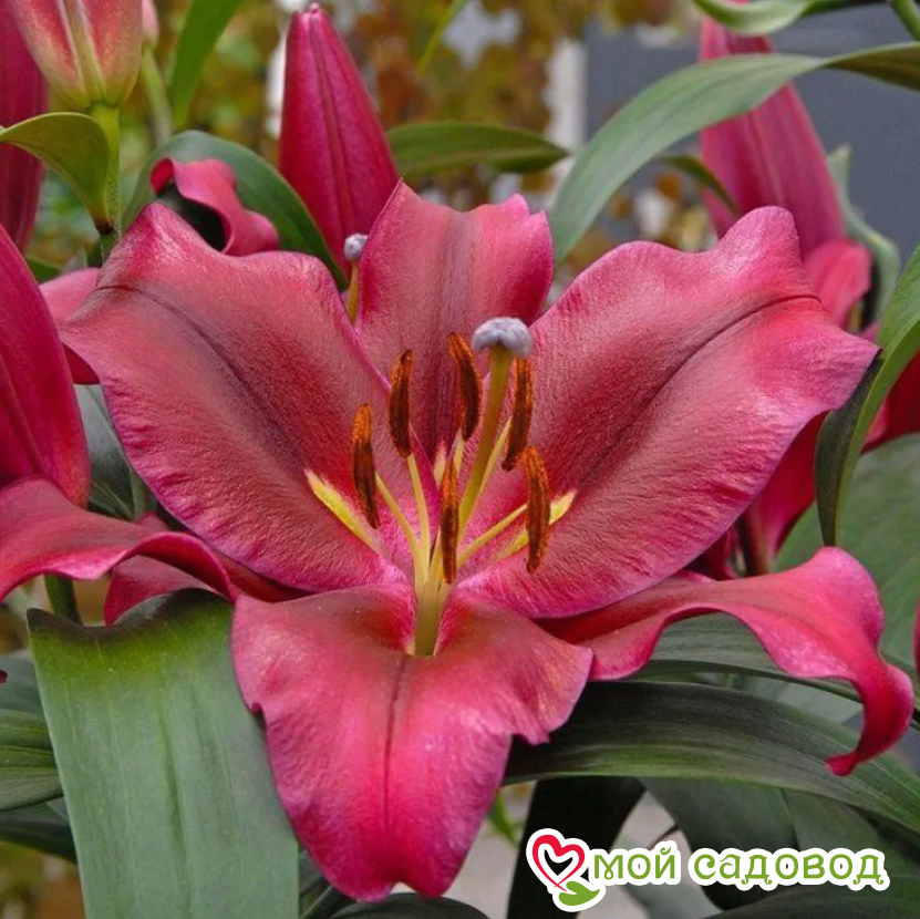 Лилия АВИНЬЕР — Восточный гибрид